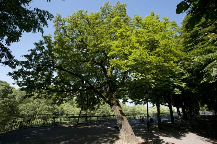 plant a garden tree shading persistent foliage