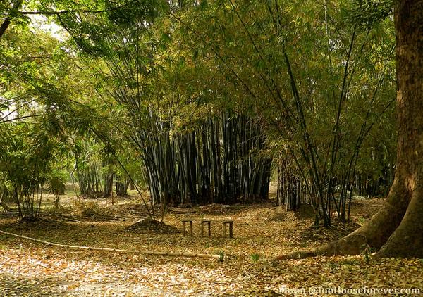 massive forest harmony