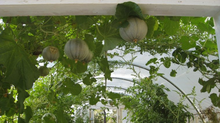 pumpkins indoor deco garden tent