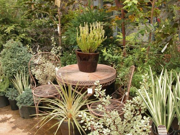 garden furniture small plants