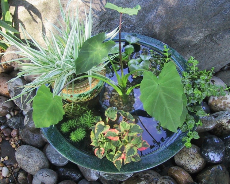 mini dam hage akvatiske planter