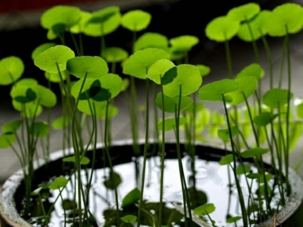 mini pool aquatic plants ambiance