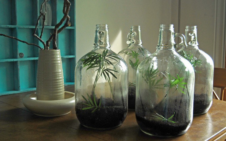 garden in bottle glass recycle terrarium idea plant