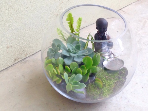 terrarium idea plants fat deco