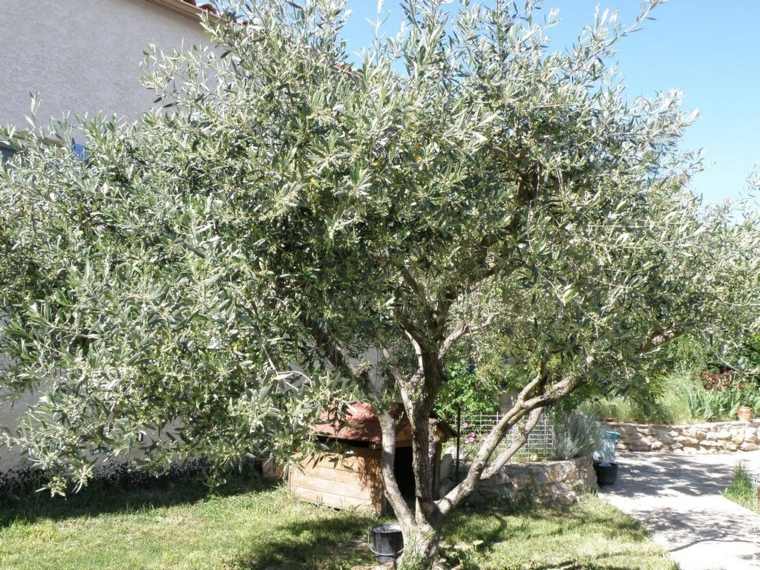 plant a tree garden olive tree evergreen long-lasting