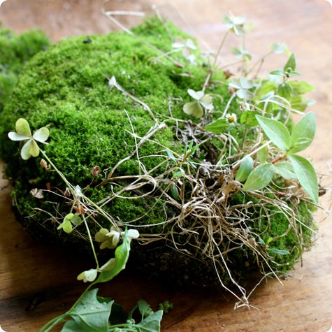 moss fern potting soil