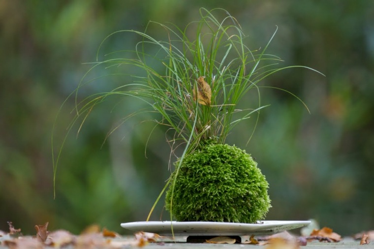 Japansk trädgårdsmoss kokedama växt