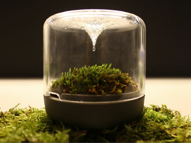 terrarium moss decoration
