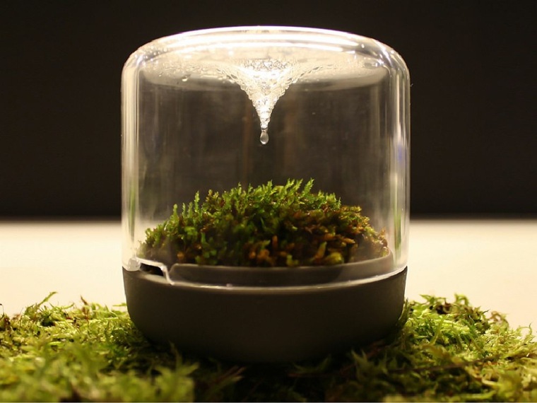 hiasan moss terrarium