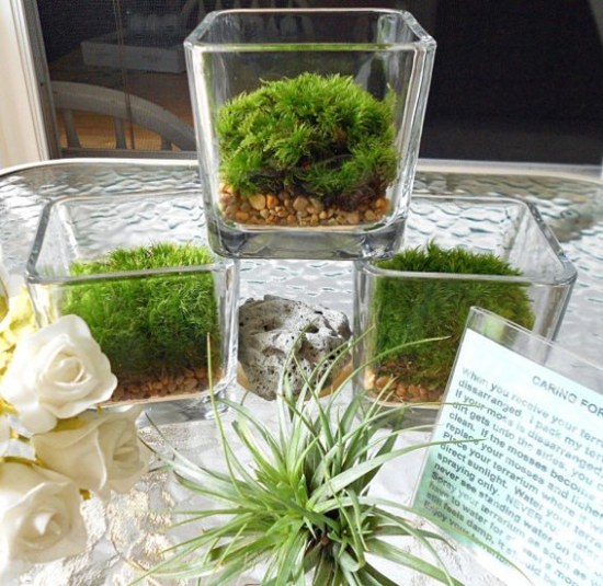 spring terrarium moss