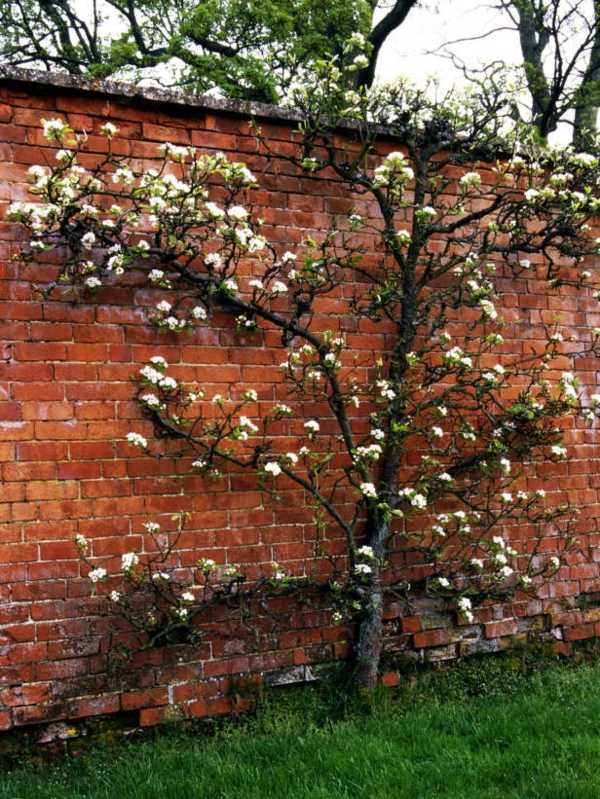 apple tree brick wall