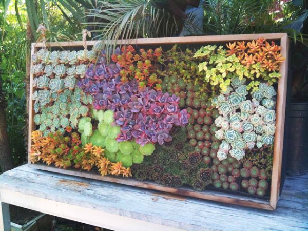 outdoor plant wall different colors