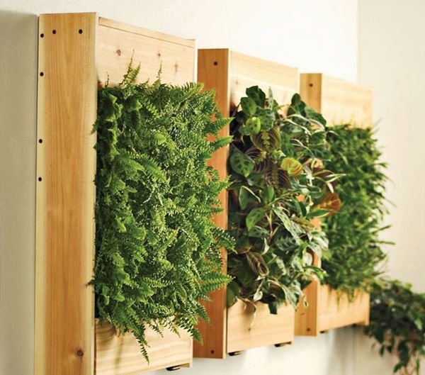 indoor plants wooden crate