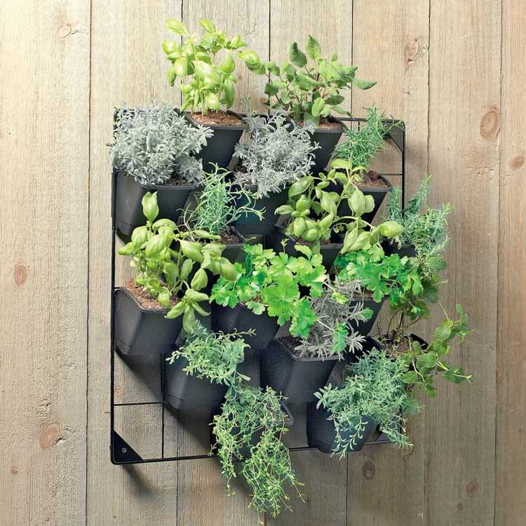 plant interior wall plants