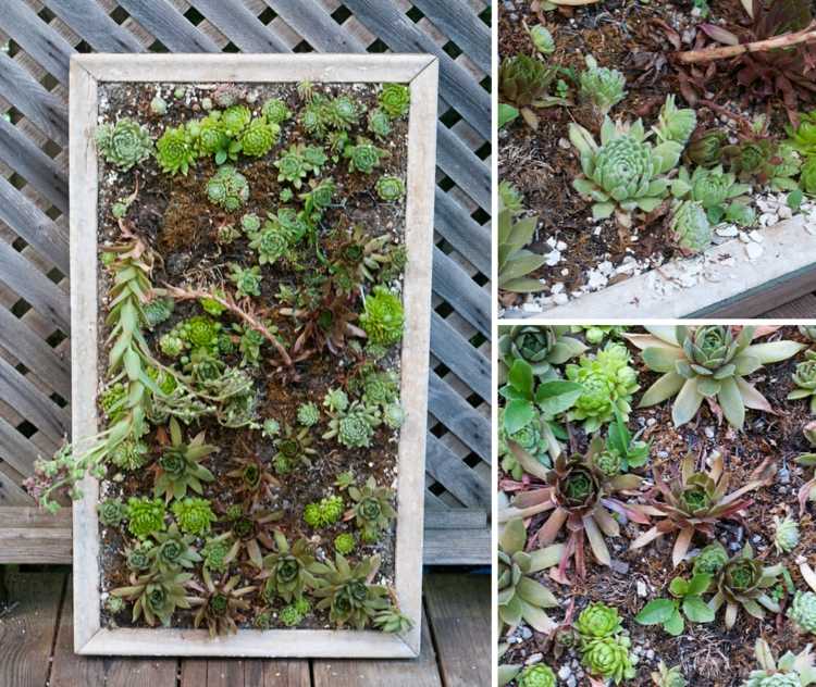 plant wall succulent plants