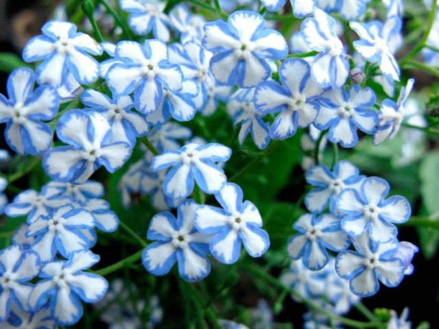 forget-me-not Caucasus zoom