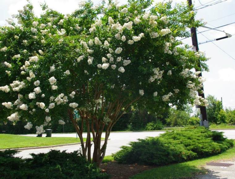 fast growing tree crepe myrtle white flowers idea