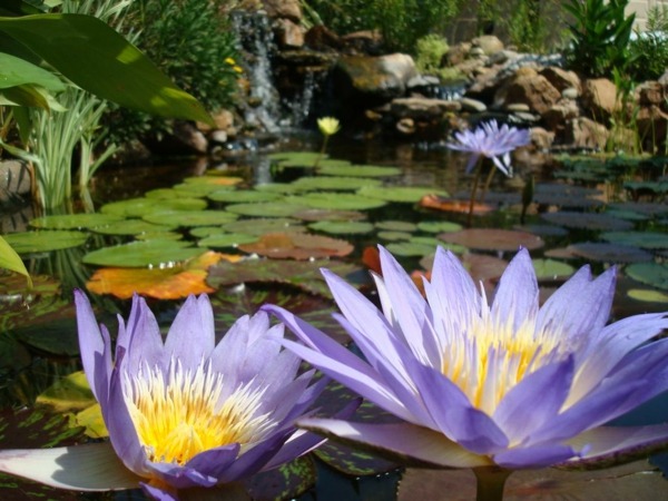 water lilies koi basin pretty design