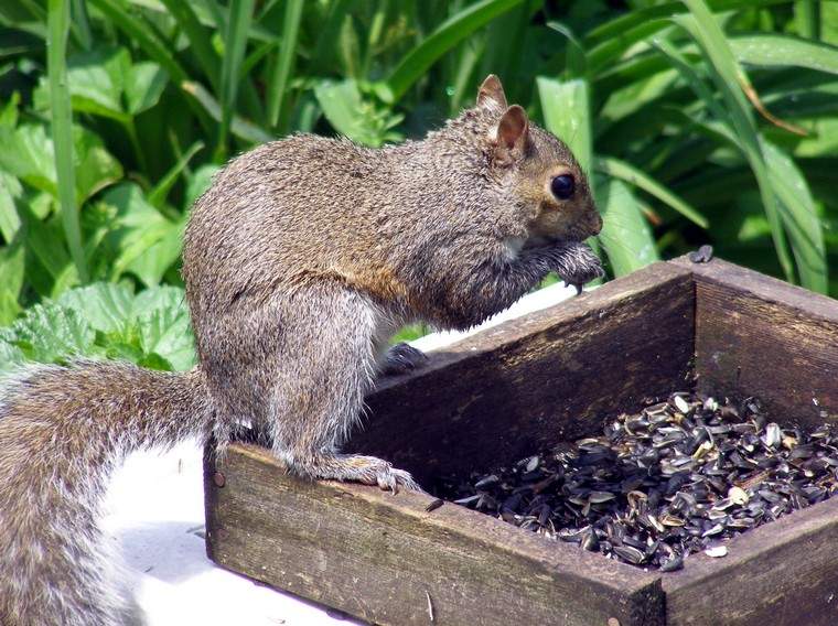 home squirrel feeder for squirrel idea