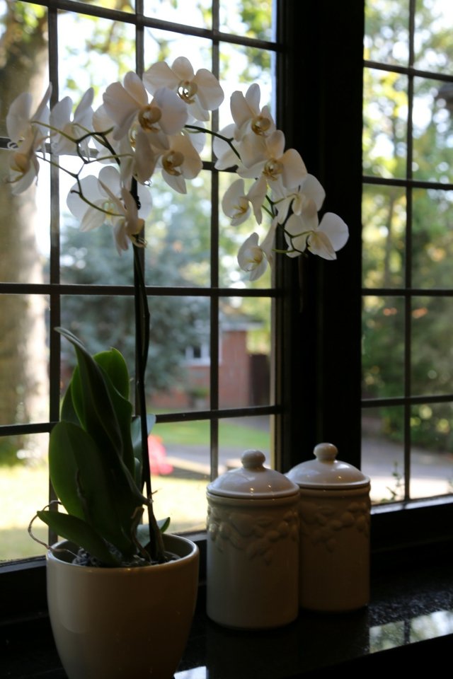 white orchidee simple decoration window