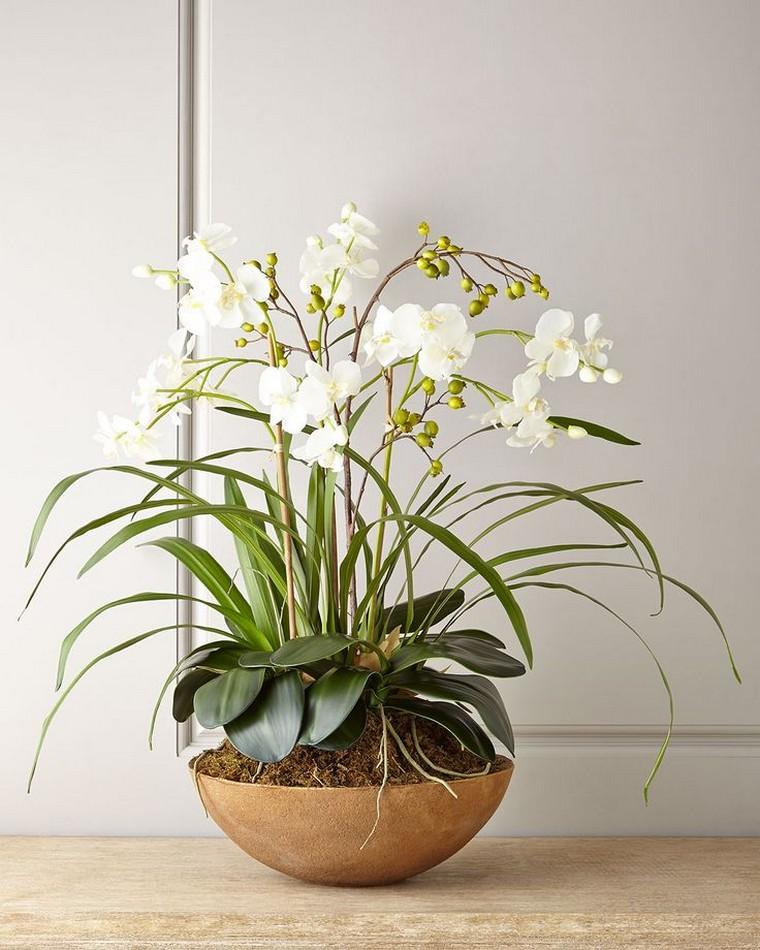 bloom a white orchid ceramic pot plant interior apartment