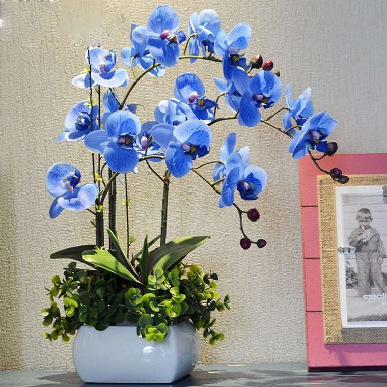 blue orchid idea indoor plant apartment services bloom orchid