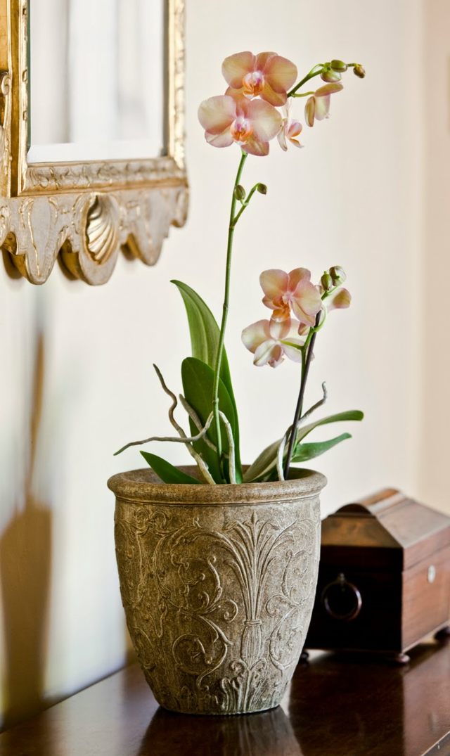 orchidee champagne color elegant flower pot