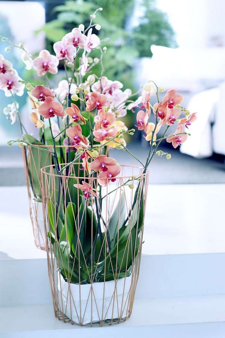 flowering an orchid indoor plant vase pot ideas