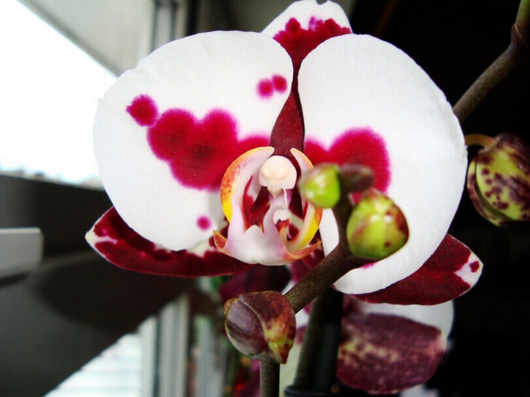 bloom an orchid idea plant apartment interior