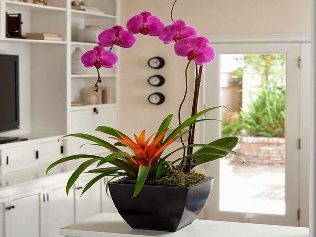 decorative table idea plant pink orchid white furniture door