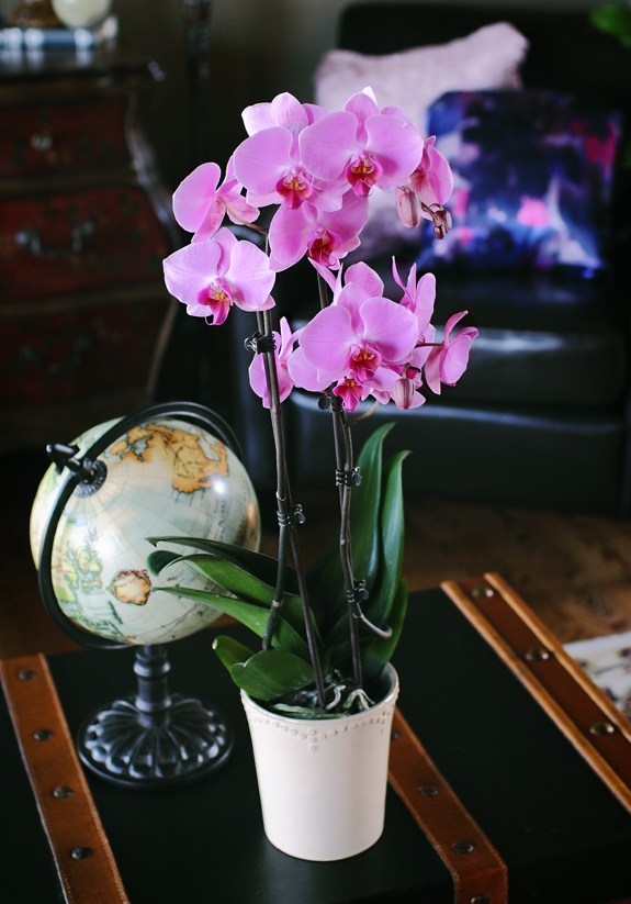 orchidee pink living room dark