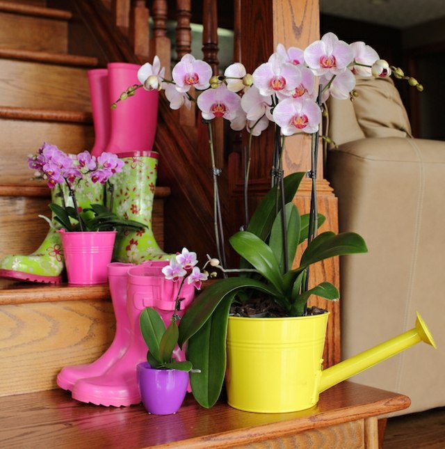 orchids planting garden watering can