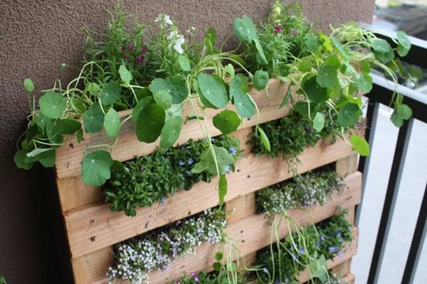 wood pallet vegetal wall DIY