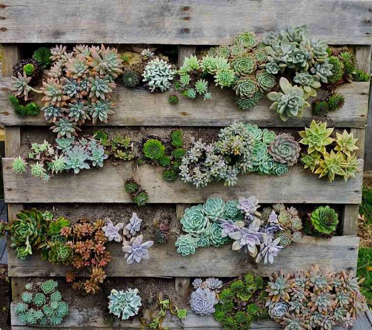 pallet berkebun-diy-tumbuhan lemak