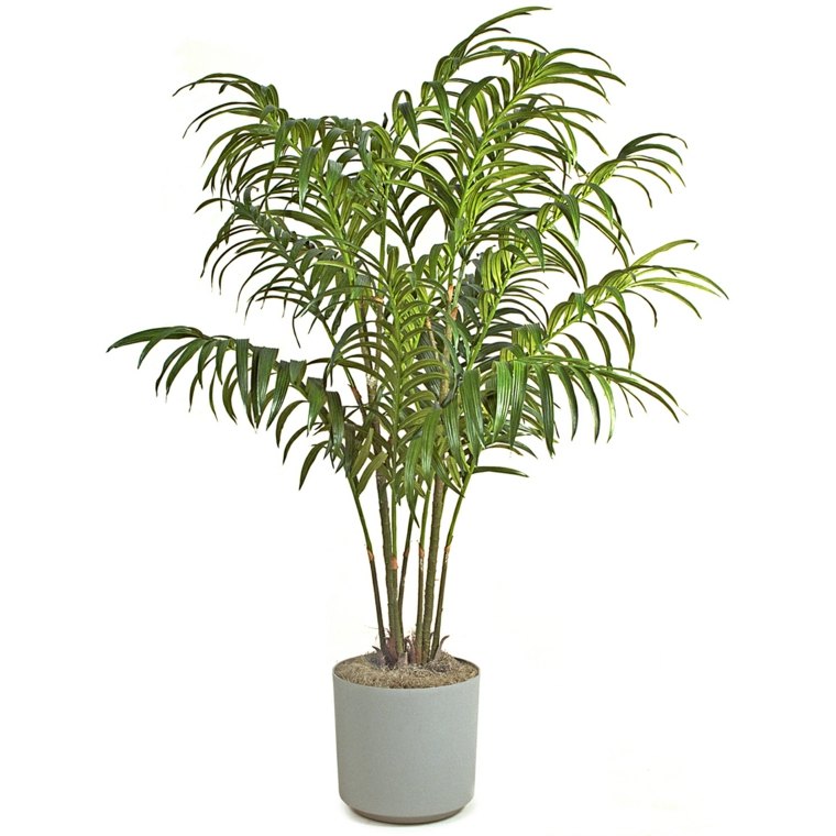 plant of'intérieur kentia palme idée 