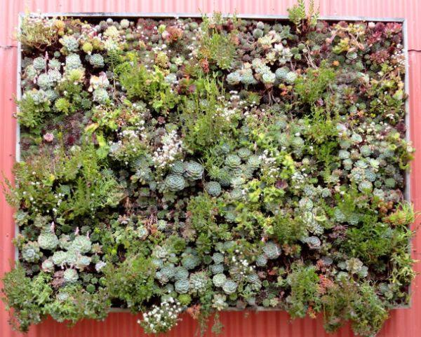 vertical plant panel outdoor plants