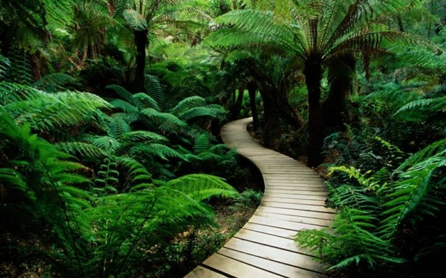 allee path passage of garden