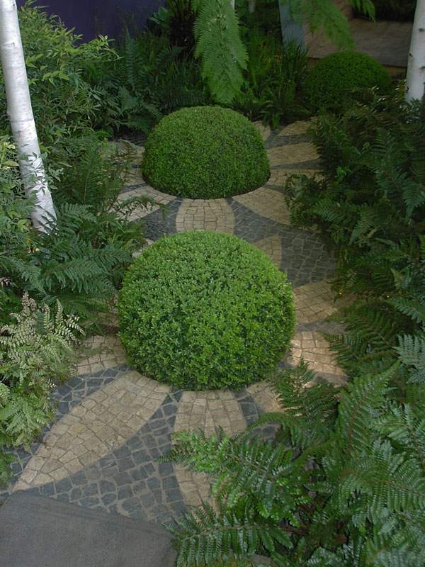 garden landscape with boxwood