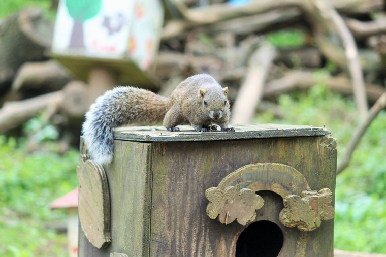 Breakfast squirrel-feeder-timber-ideas