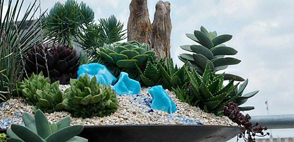 small garden of gravel with succulents