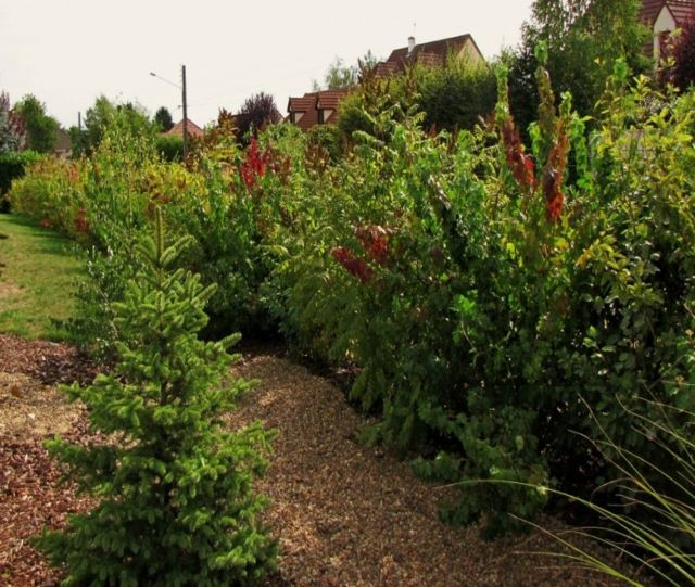 small green hedge garden