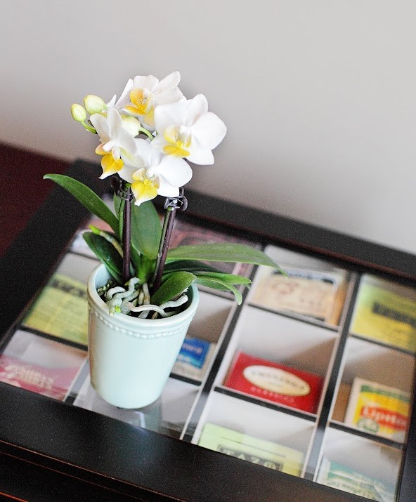 small orchidee decoration coffee table