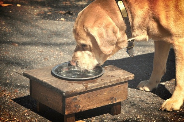 small table hole for dog bowl