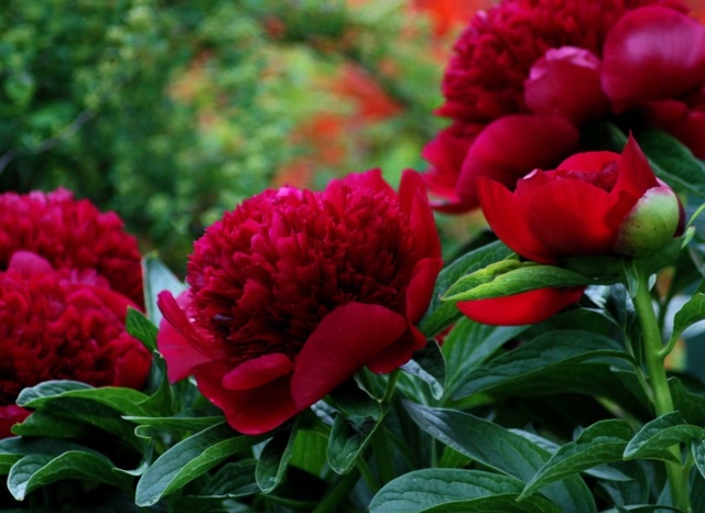 red peony zoom