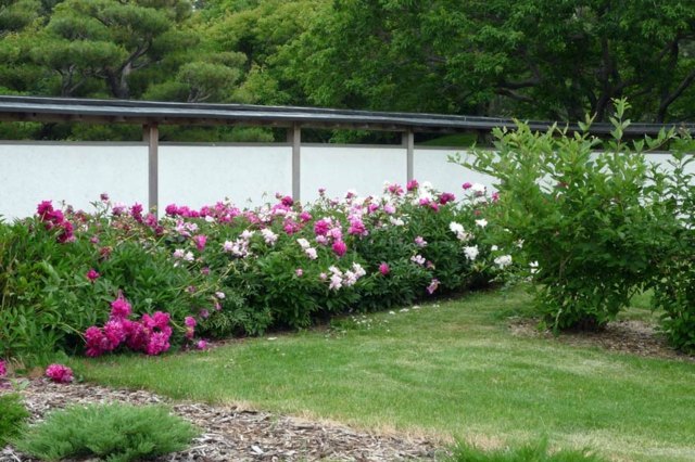 peonies allee garden