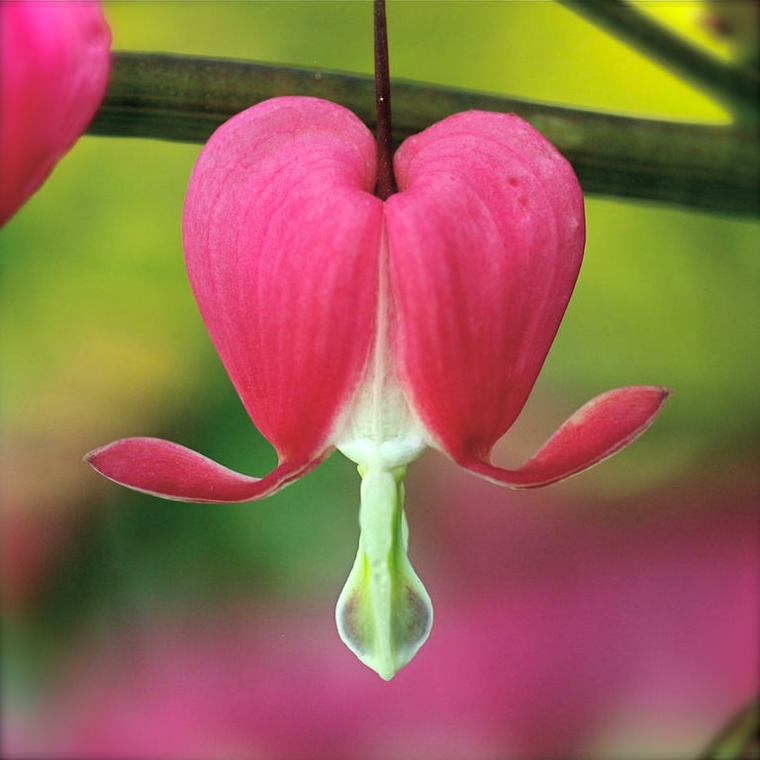 flowering plants garden climbing species