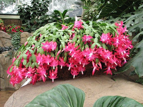 apartment succulent succulent plant schlumbergera hybrid