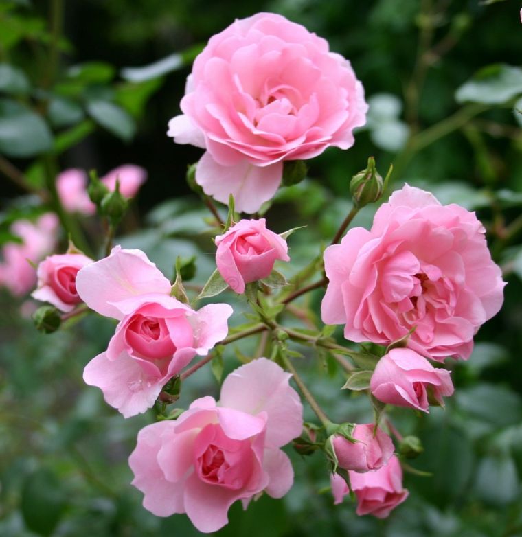 rose climbing plant outdoor pergola