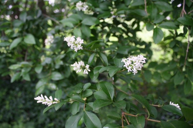 plant species rapid growth fence garden