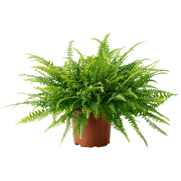 Chrysalidocarpus depolluting deco plant